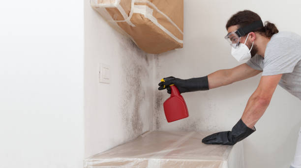 Professional Basement Mold Removal technician working in Glendora, NJ