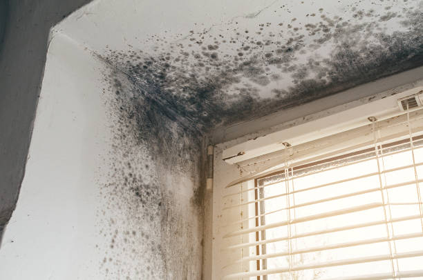 Affordable Basement Mold Removal solutions in Glendora, NJ